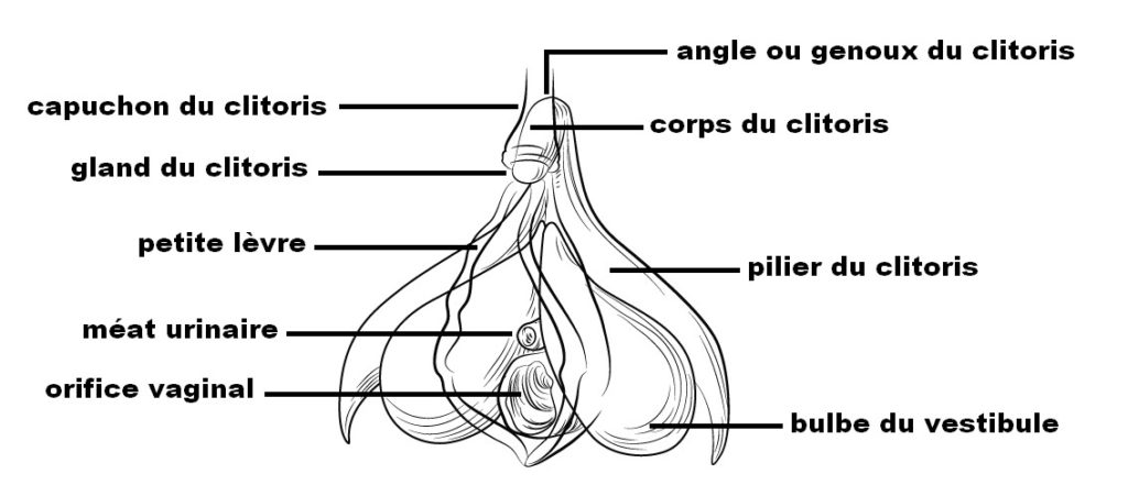 Illustration du clitoris de façon détaillée