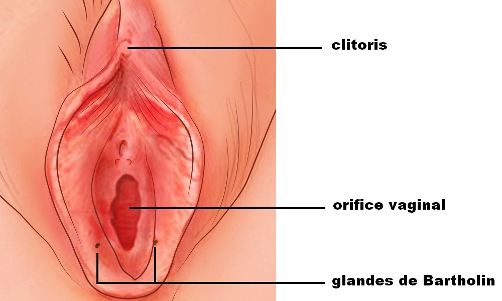 Illustration de la vulve féminine