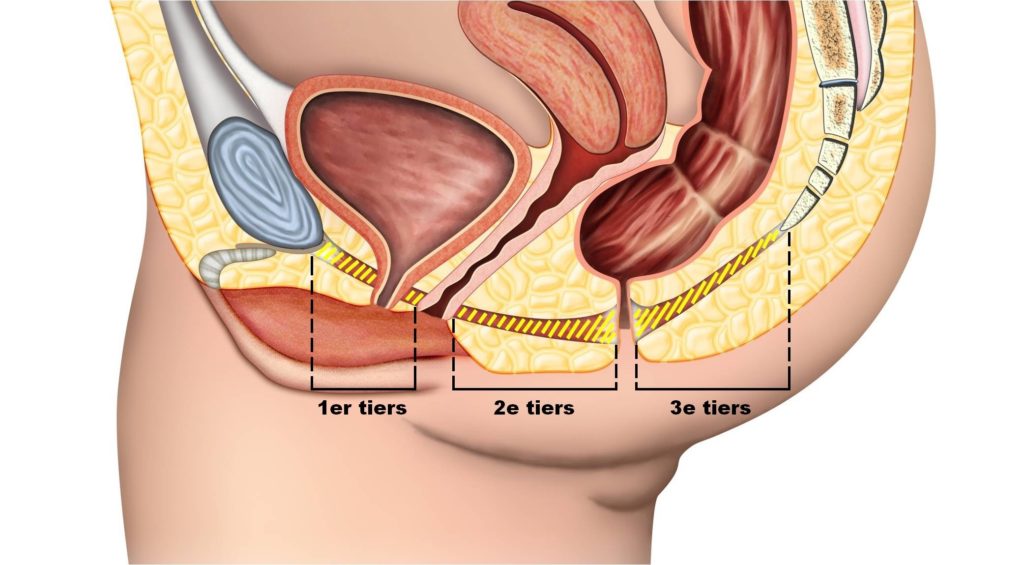 Illustration du muscle pubo-coccygien