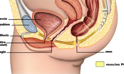 Les muscles du périnée