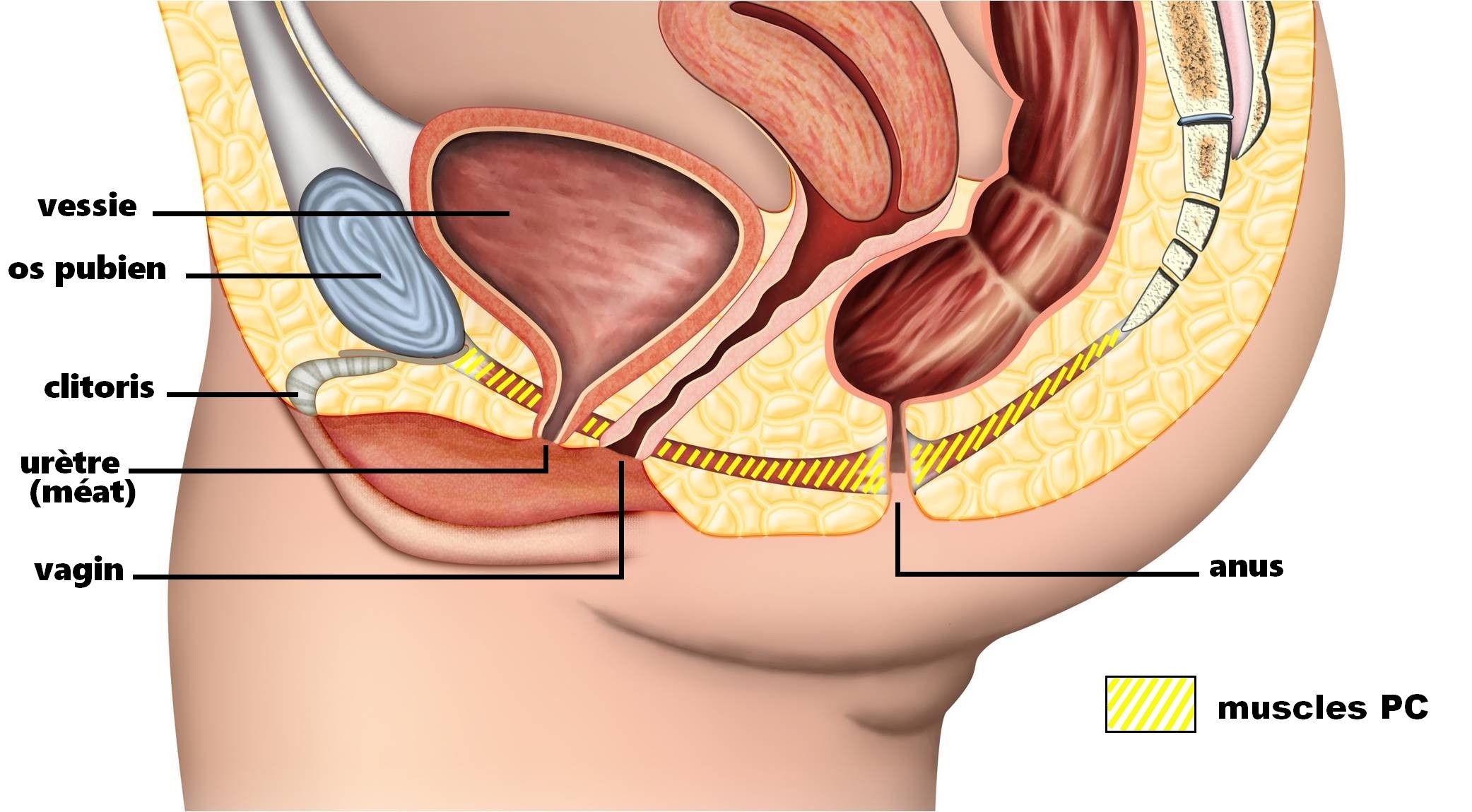 Les muscles du périnée en image