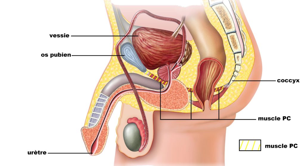 Le muscle pubo-coccygien masculin
