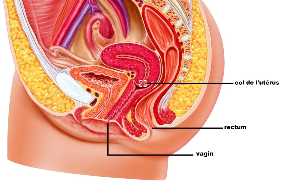 Illustration du col de l'utérus