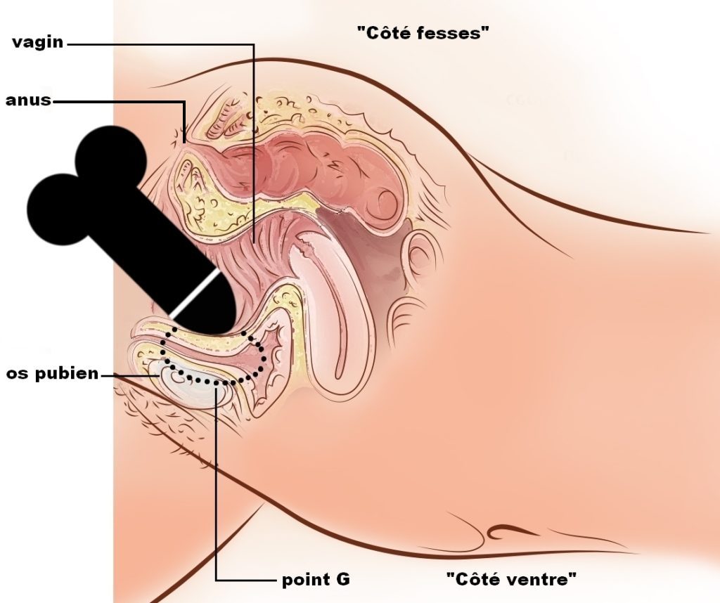 La Position De La Levrette