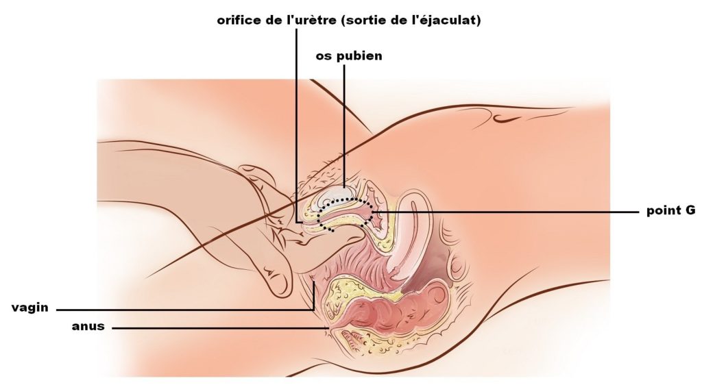 Illustration de la localisation du Point G