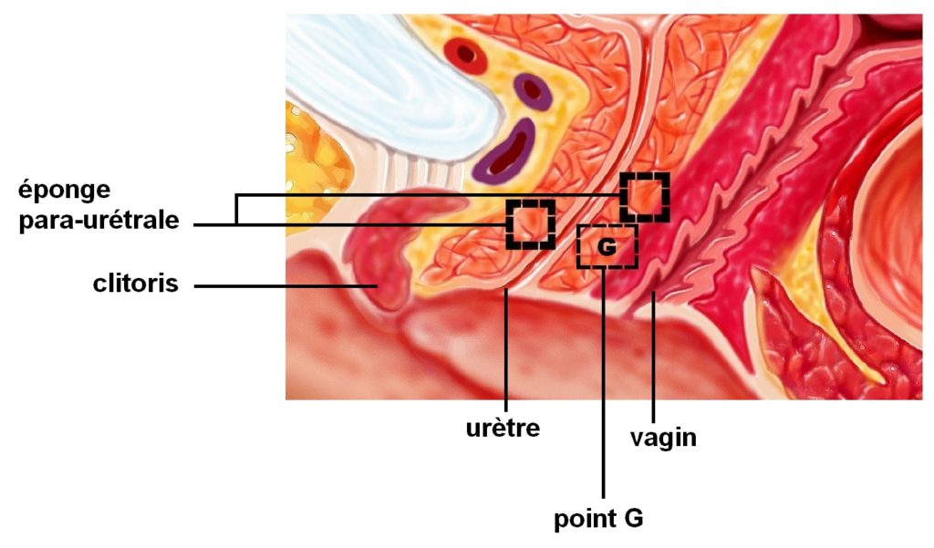 L'éponge para-urétrale chez la femme