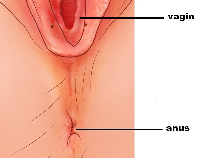 Ne snobez pas l'anus durant vos relations sexuelles !