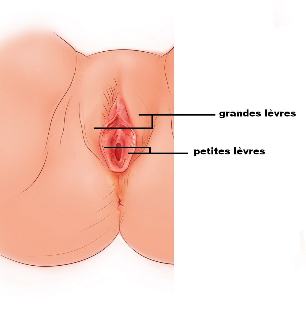 Les lèvres vaginales : la localisation en photo !