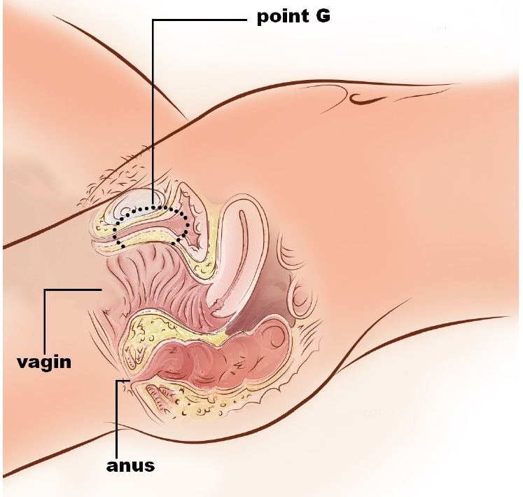 Le point G dans le vagin (illustration)