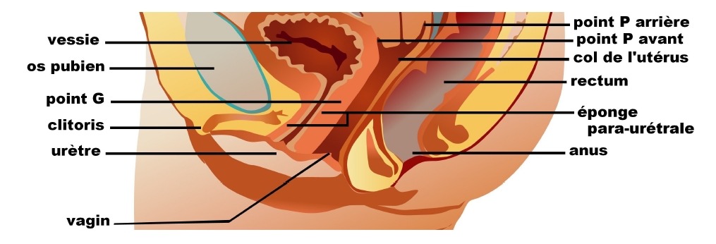 L'os pubien et le point G