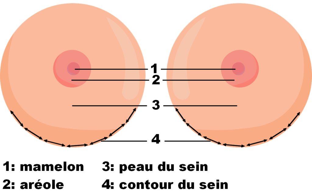 L'anatomie des seins (bien les stimuler)