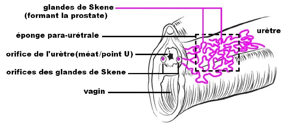 La localisation du point U pour donner des orgasmes féminins