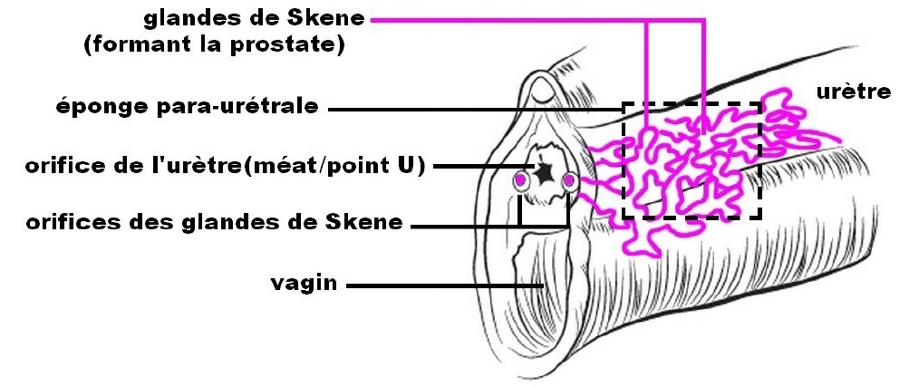 Stimulez le méat urinaire pour faire jouir !