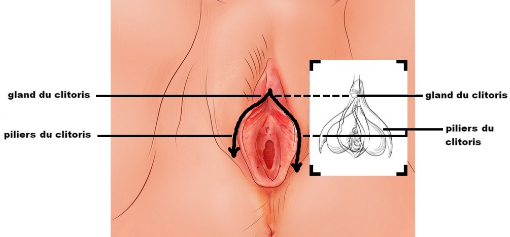Le clitoris = illustration de cet organe sexuel