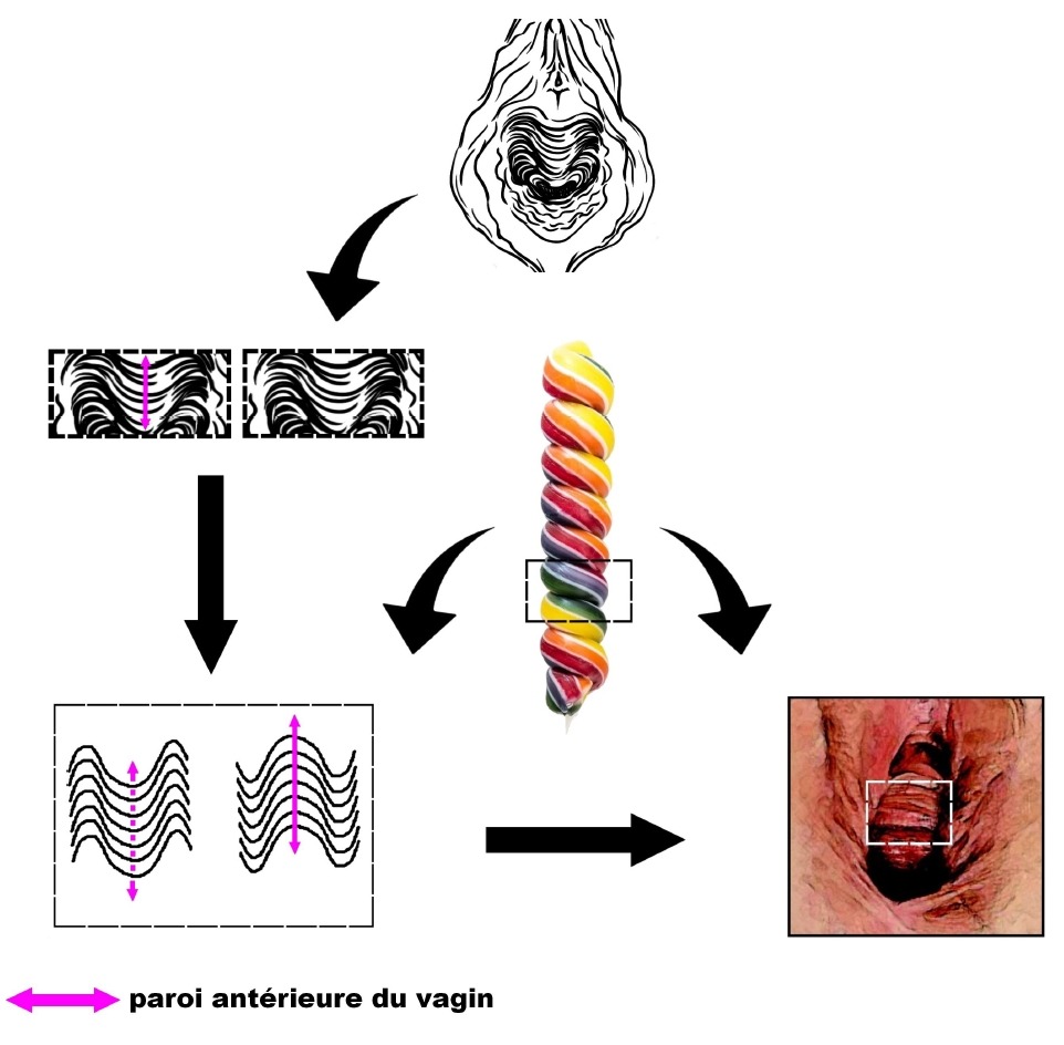 Le point G d'une femme excitée