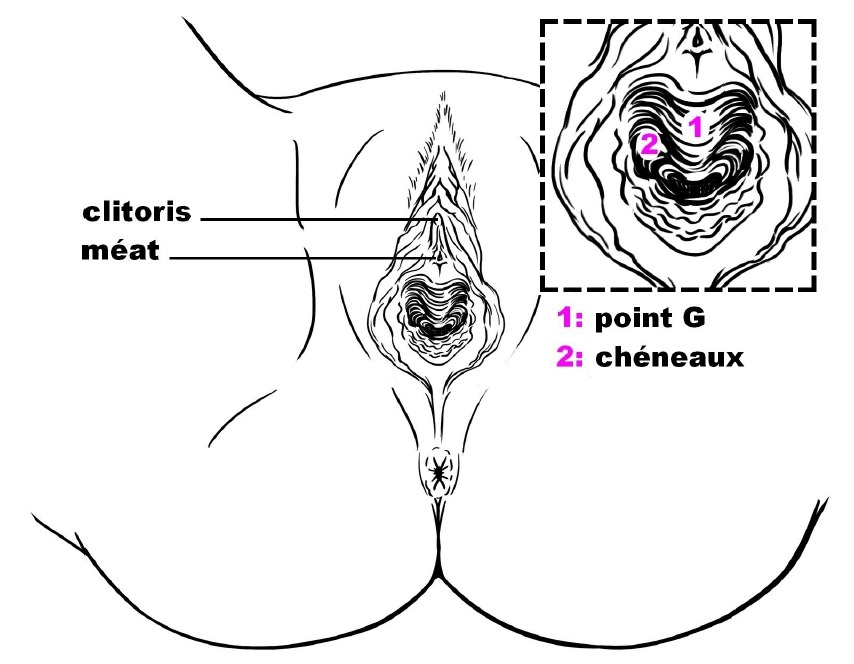 Savoir reconnaître le point G (illustration détaillée)