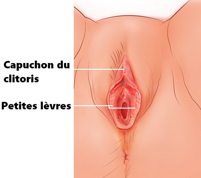 Le capuchon du clitoris n'est pas à négliger