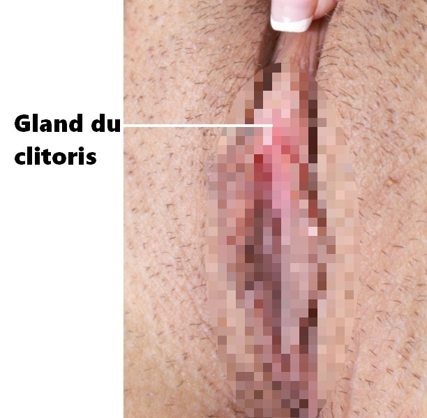 Le gland du clitoris (sexe nu)