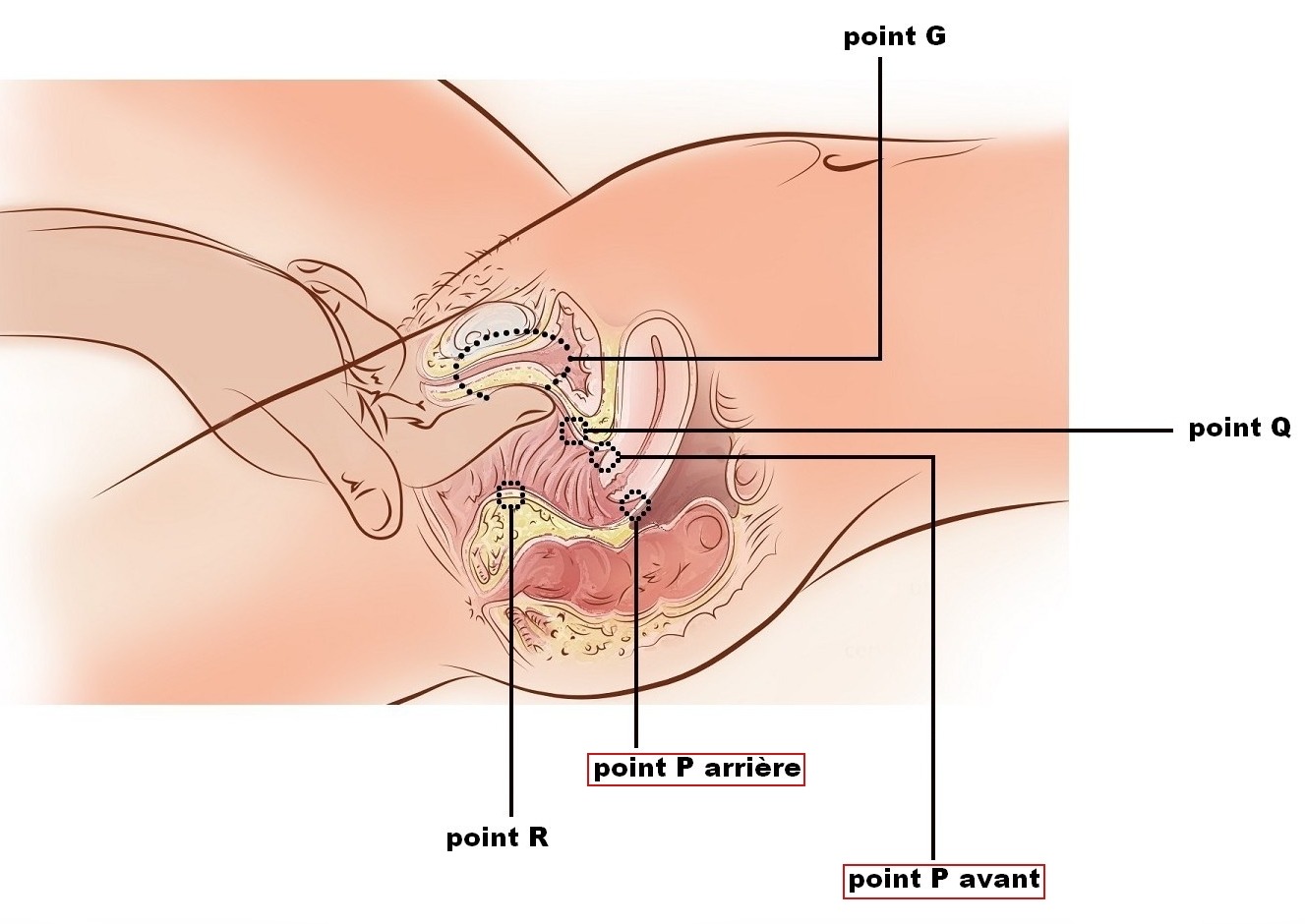 Comment Faire Éjaculer Une Femme