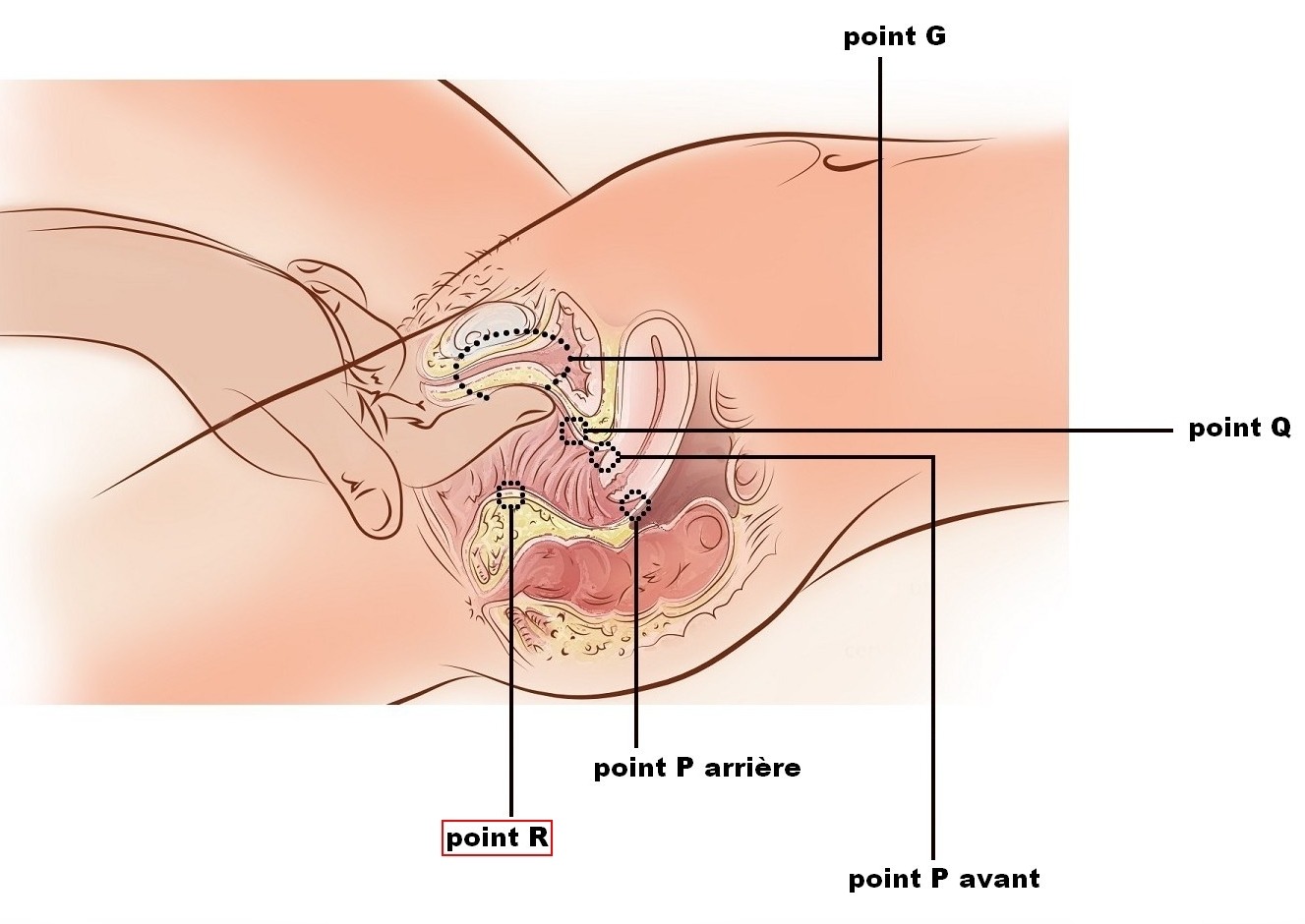 Le point R à stimuler par l'anus ou le vagin