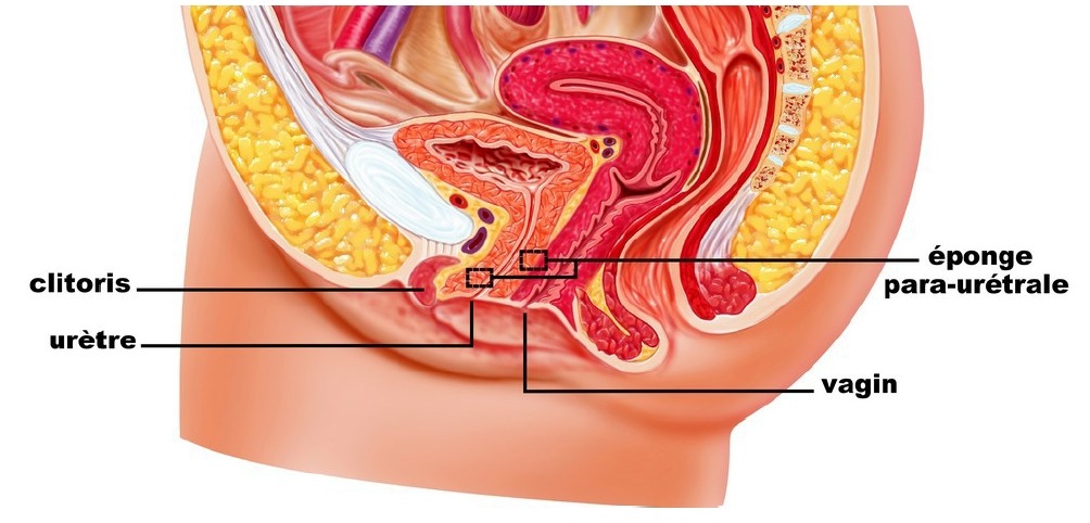 L'urètre et le tissu spongieux para-urétral (image)