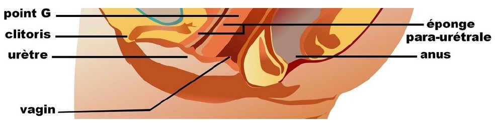 Le clitoris et l'éponge para-urétrale (image)