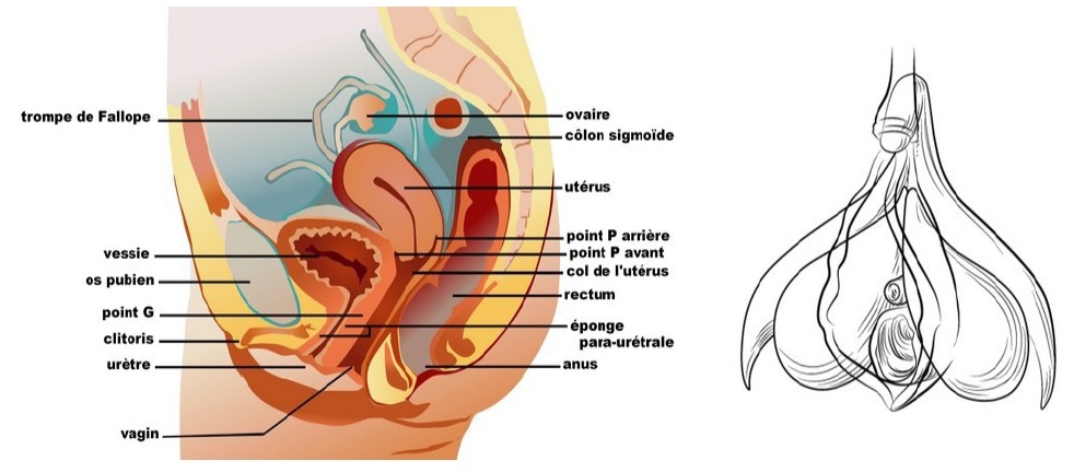 Un visuel détaillé du clitoris