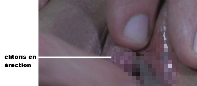 Une photo du clitoris en érection