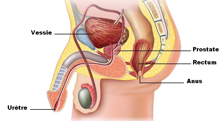 Schéma de la localisation de la prostate chez un homme