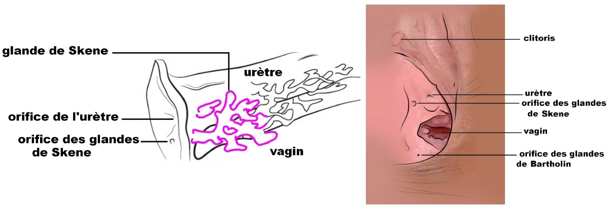 Les glandes de Skene, c'est quoi ?