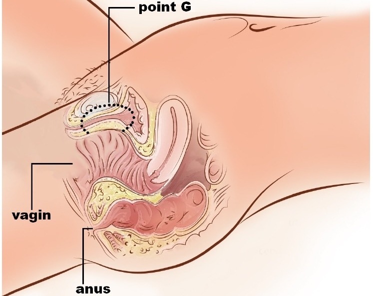 Le point G est sur la paroi antérieure (vagin)