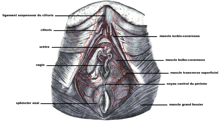 Connaissance des muscles du plancher pelvien féminin rime avec sexualité épanouie