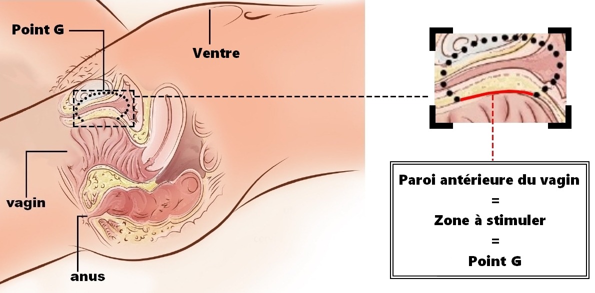 L'orgasme, la pénétration vaginale et le pénis