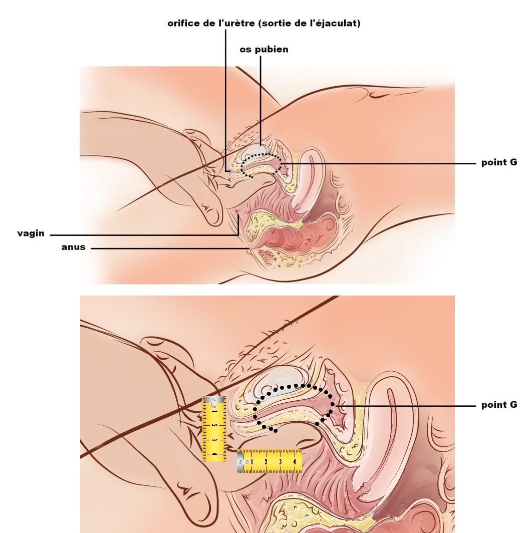 Le point G est localisé entre 4 et 7 cm dans le vagin