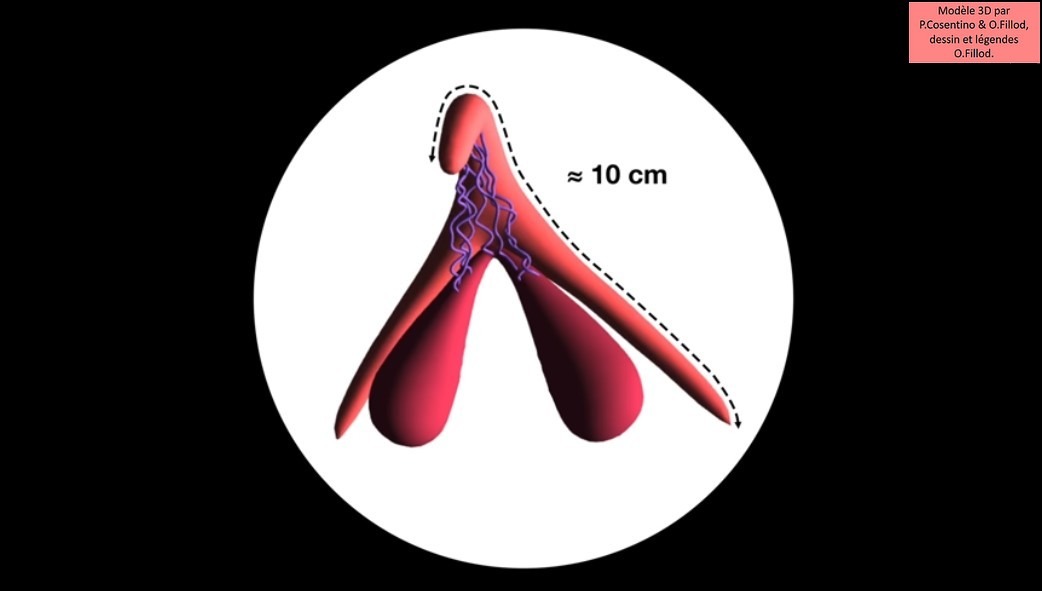 Le clitoris mesure en moyenne 10 cm