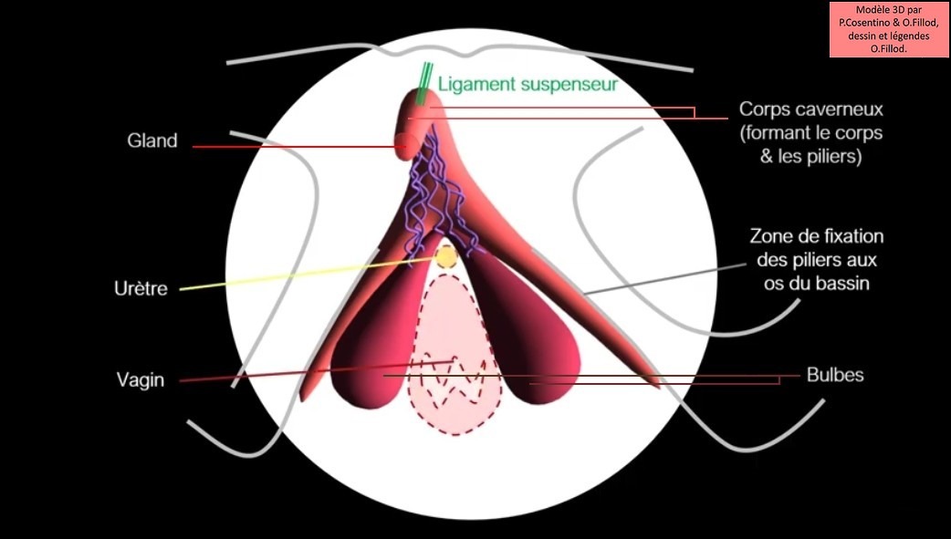 Une illustration en 3D de la structure du clitoris