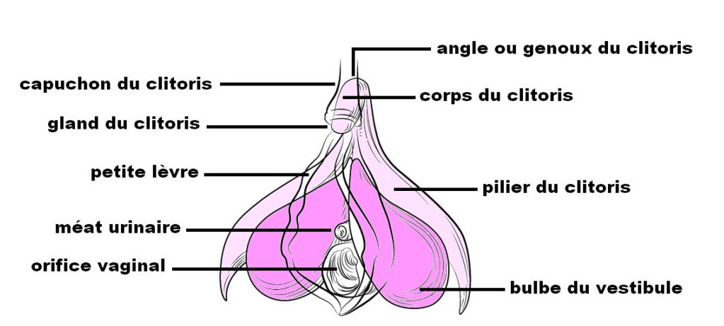 Structure interne en 3D du clito