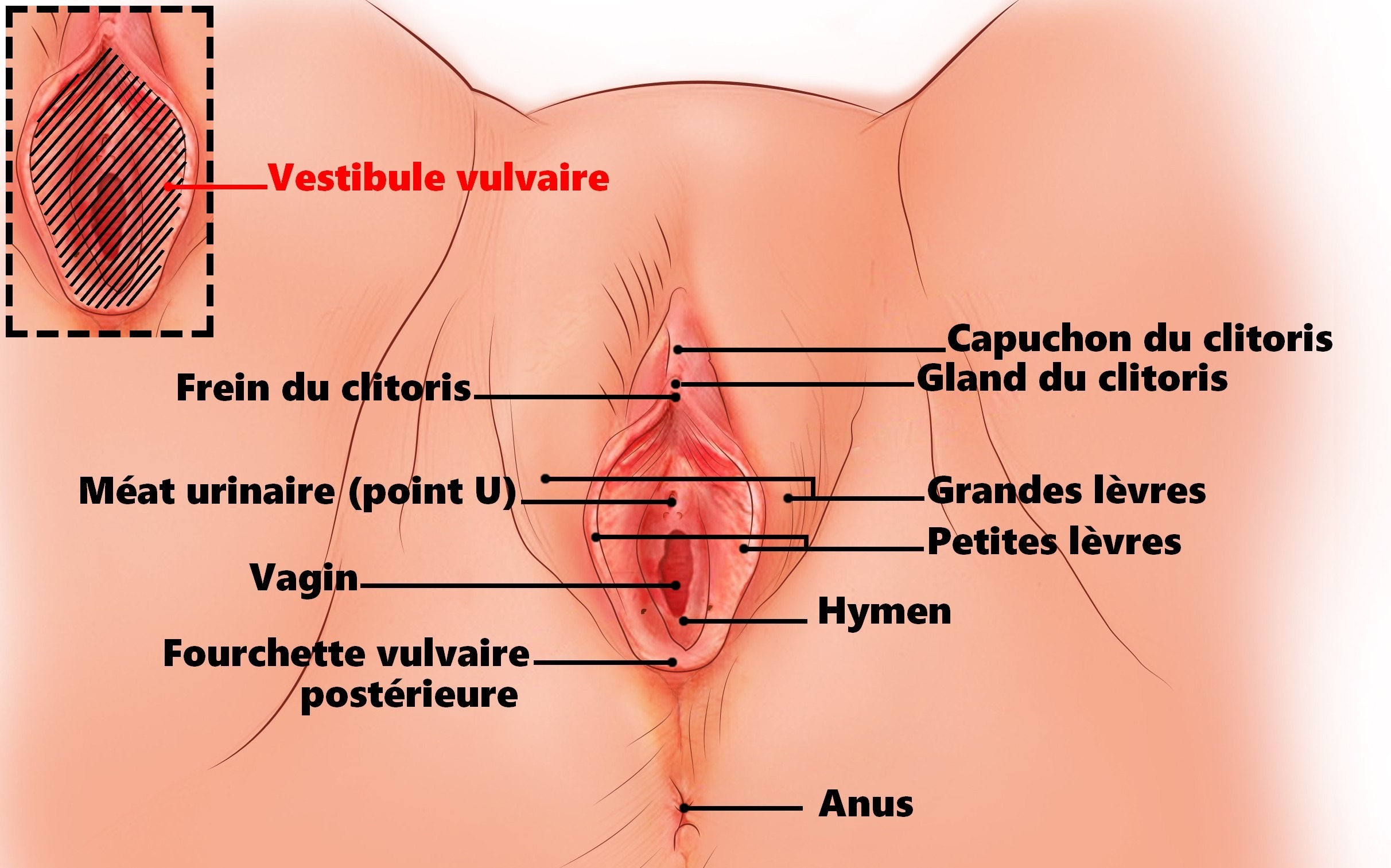 Le vestibule, une zone à stimuler sans tarder (orgasmes garantis)