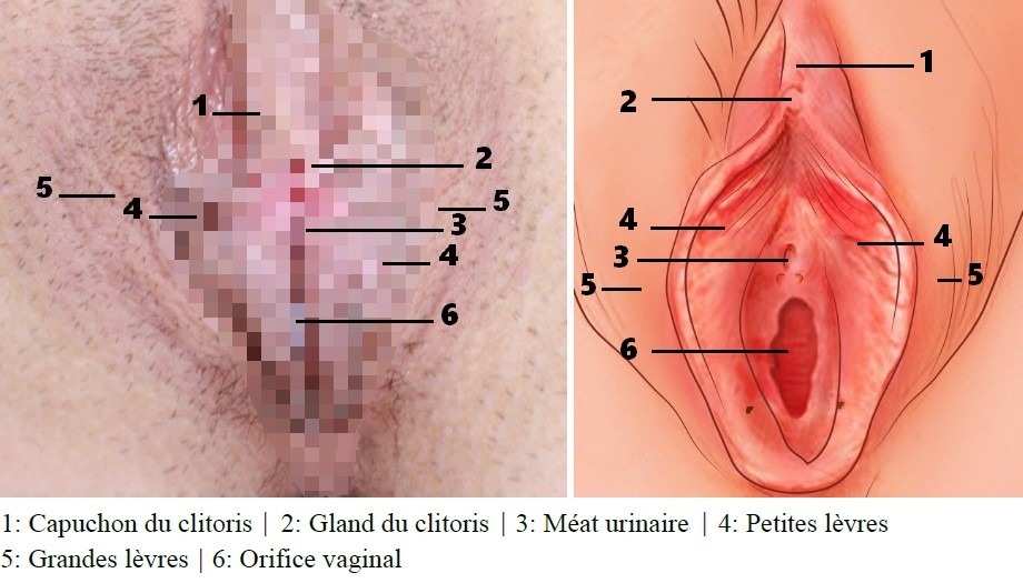 Le clitoris partie externe (photo et illustration)