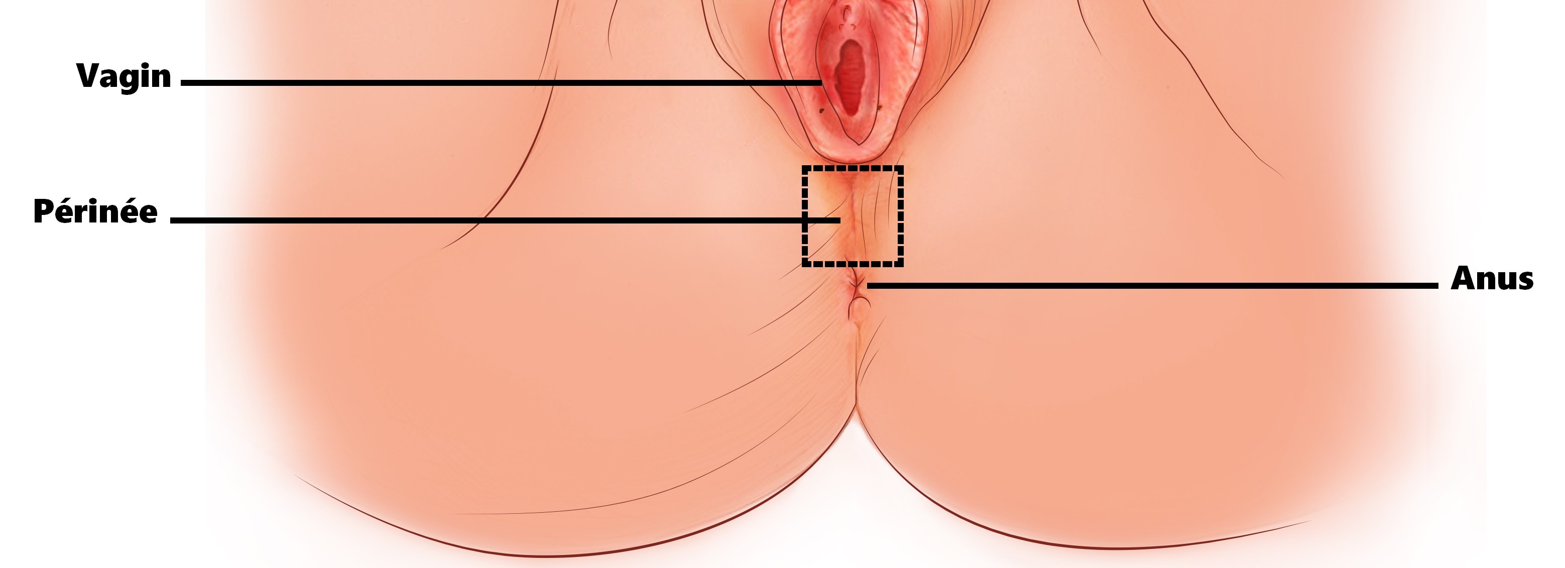 La localisation du périnée