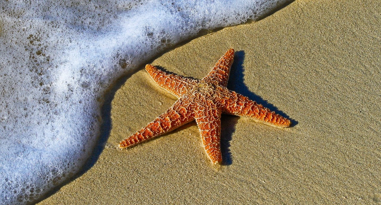 Faire l'étoile de mer, ce n'est pas qu'un tue-l'amour mesdames !